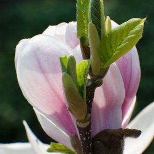 A Magnolia soulangeana tree proudly displays its large, fragrant, goblet-shaped flowers. Blooms range from white to pink and purple, emerging on bare branches in early spring.
