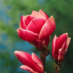Magnolia soulangeana 'Rustica Rubra' displaying large, upright, goblet-shaped flowers with vibrant rose-purple exteriors and paler interiors on bare branches.