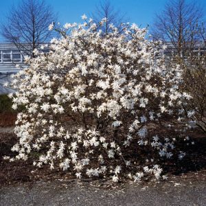 Magnolia stellata 'Royal Star' showcasing its abundant, pure white, star-shaped flowers with numerous slender petals on a compact deciduous shrub.