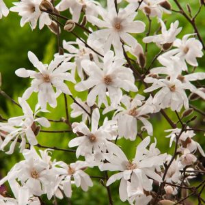 Magnolia stellata, a beautiful Star Magnolia shrub, showcasing numerous pure white, star-shaped blossoms with delicate petals emerging on bare branches in early spring.