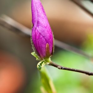 Magnolia 'Susan' in full spring bloom, showcasing its striking, upright, goblet-shaped flowers. The petals display a rich purplish-red exterior and a softer pink interior, contrasting beautifully with emerging light green leaves on bare branches.