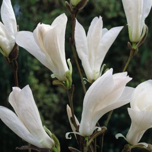 Magnolia 'Wada's Memory' displaying its exquisite, large, pure white, star-shaped flowers with subtle pink flushes, set against emerging fresh green leaves.