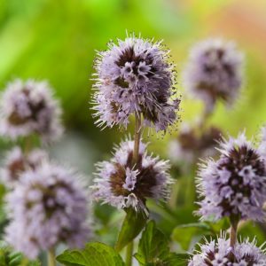 Vibrant Mentha aquatica plant, also known as Water Mint, showcasing its lush, dark green, serrated leaves and delicate, spherical clusters of lilac-pink flowers atop sturdy stems.