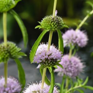 Vibrant Mentha cervina, also known as Staghorn Mint, showcasing its unique narrow, elongated leaves and clusters of delicate purple-pink flowers.