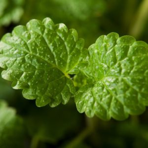 A vibrant clump of Melissa officinalis, commonly known as Lemon Balm, displays its crinkled, bright green leaves and small white flowers.