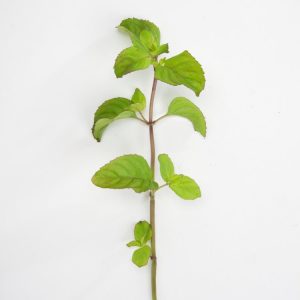 Vibrant Mentha piperita 'Orange' plant with distinctive dark green leaves, often tinged with purple, on slender stems, emitting a citrusy aroma.