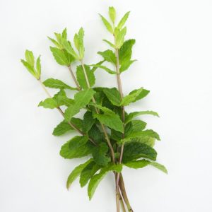 Vibrant green, crinkled leaves of Mentha spicata 'Moroccan' with delicate pale purple flower spikes emerging above the aromatic foliage.