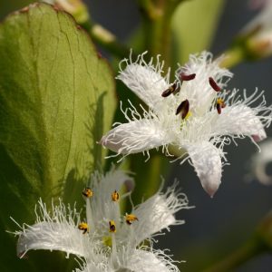 Close-up of Menyanthes trifoliata showing its delicate, fringed white flowers with pale pink blush and bright green, three-lobed leaves emerging from water.