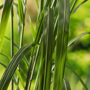A tall, majestic Miscanthus giganteus grass with upright stems and gracefully arching green foliage, topped by feathery, silvery-bronze plumes.
