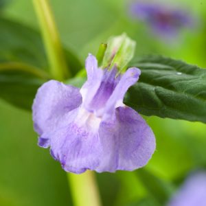 Vibrant Mimulus ringens with upright stems bearing numerous tubular, two-lipped purple-blue flowers, each with a yellow throat speckled with red dots.