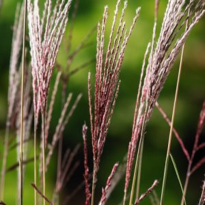 Vibrant Miscanthus sinensis 'Ferner Osten' ornamental grass with arching green leaves, tipped with autumn bronze. Features feathery, reddish-pink flower plumes.