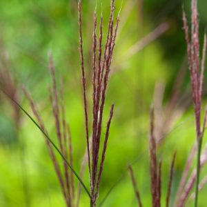 Miscanthus sinensis 'Kleine Silberspinne' with its fine, arching green foliage and delicate silvery-pink, feathery plumes swaying gently in a breeze.