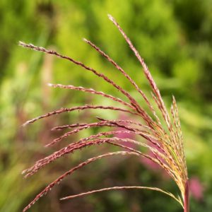 Miscanthus sinensis 'Malepartus' displays arching green leaves with a prominent white midrib, transforming to rich copper and orange hues in autumn. Tall, feathery, silvery-pink flower plumes rise above the foliage, offering striking vertical interest.