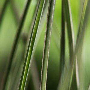 Miscanthus sinensis 'Morning Light' with its elegant, arching stems and narrow, variegated green and cream leaves, topped with delicate, fan-like flower plumes.