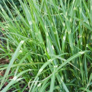 Miscanthus sinensis 'Pünktchen' ornamental grass with arching green leaves featuring creamy-yellow bands and elegant, feathery reddish-bronze plumes.