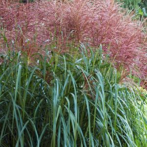 Miscanthus sinensis 'Rotsilber' displaying elegant arching green foliage, topped with silvery-pink plumes that mature to fluffy white, showcasing its rich autumn colours.