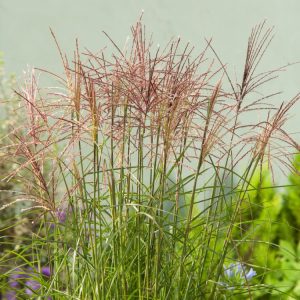 Miscanthus sinensis 'Roter Pfeil' ornamental grass showcasing vibrant red and purple autumn foliage with elegant feathery, silvery-pink flower plumes.