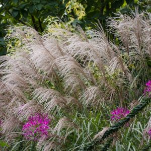 Miscanthus sinensis 'Sarabande' showcasing its slender green foliage gracefully arching, topped with elegant, feathery silvery-pink plumes in late summer.