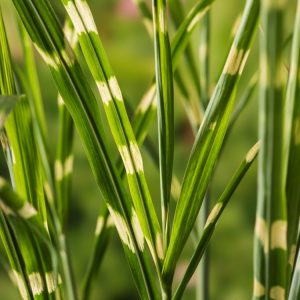 Tall, upright Miscanthus sinensis 'Strictus' ornamental grass displaying striking green leaves with prominent yellow horizontal bands, topped with elegant, feathery, silvery-pink plumes in late summer.