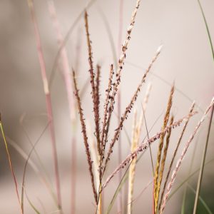 Miscanthus sinensis 'Yaku Jima' showcases fine, arching green leaves and elegant silvery-pink, feathery flower plumes, providing stunning autumn colour.