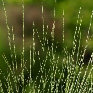Molinia caerulea 'Heidebraut' displays elegant, arching green foliage topped with tall, airy plumes that turn golden-yellow in autumn, providing graceful movement and structure.