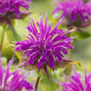 A vibrant clump of Monarda 'Marshall's Delight' with its distinctive shaggy, rose-pink flowers clustered atop tall stems, surrounded by aromatic mid-green foliage.