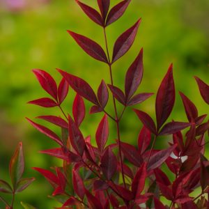Vibrant Nandina domestica 'Gulf Stream' shrub with intensely coloured, finely textured foliage displaying shades of red, bronze, and green.
