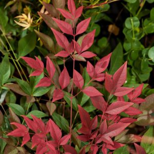 Nandina domestica Obsessed, a compact shrub with vibrant red, orange, and green leaves and delicate white flowers. Its colourful foliage provides year-round appeal.
