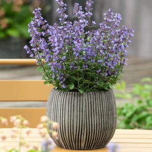 A vibrant Nepeta 'Purssian Blue' plant with numerous upright spikes of lavender-blue flowers and soft, grey-green, aromatic foliage.