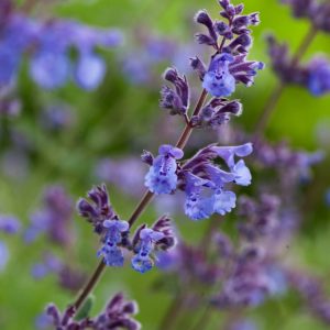 Nepeta 'Six Hills Giant' displaying numerous spires of delicate lavender-blue flowers above a mound of aromatic grey-green foliage.