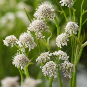 Close-up of Oenanthe aquatica, showcasing its finely dissected, fern-like green foliage and clusters of small white flowers in compound umbels.