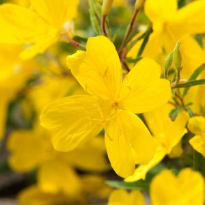 Oenothera 'African Sun' displays abundant, vibrant golden-yellow, cup-shaped flowers. Its cheerful blooms sit atop sturdy green foliage with reddish stems.