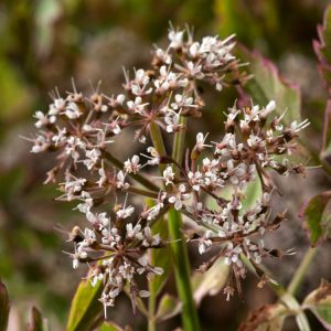 Oenanthe fistulosa 'Flamingo' displays vibrant, tubular stems with stunning pink, cream, and green variegated leaves, topped with delicate white flower clusters.