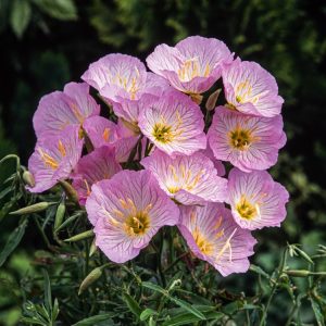 Oenothera spec. 'Siskiyou Pink' displaying numerous delicate, cup-shaped, clear pink flowers with contrasting yellow centres, atop fresh green lance-shaped foliage.