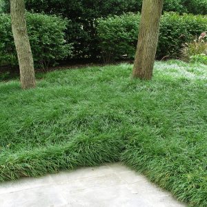 A lush clump of Ophiopogon japonicus, showcasing its dark green, strap-like evergreen leaves in a dense, elegant mound. Small lilac flowers and tiny blue-black berries nestle among the foliage.