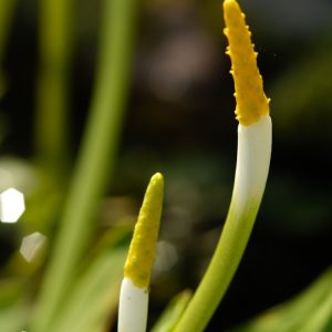 Orontium aquaticum (Golden Club) displaying its unique golden-yellow flower spikes rising above blue-green, water-repellent, paddle-shaped leaves.