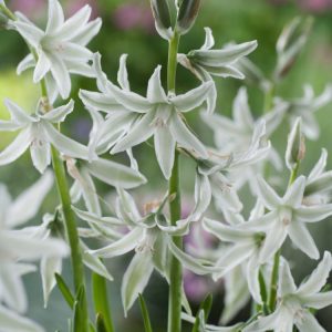 Ornithogalum nutans displaying delicate white, bell-shaped flowers with prominent green stripes on the outer petals and long, slender green leaves.
