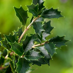 A healthy Osmanthus heterophyllus shrub showcasing its glossy, dark green, holly-like evergreen leaves and clusters of small, intensely fragrant white autumn flowers.