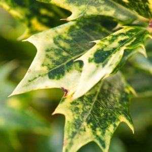Osmanthus heterophyllus 'Goshiki' showcasing its distinctive variegated evergreen foliage, with new leaves emerging pink, maturing to green and cream.