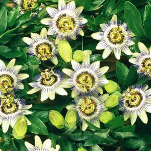 Detailed close-up of a Passiflora caerulea flower, showcasing its intricate white petals, blue and white corona filaments, and yellow anthers against deep green lobed leaves.