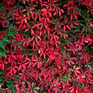 Lush green foliage of Parthenocissus henryana displaying prominent silver-pink veins, with some leaves transitioning to a vibrant crimson autumn colour.