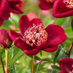 Vibrant Paeonia (LE) 'Nippon Beauty' displays its striking ruby-red, single-to-semi-double flowers with a prominent central boss of golden-yellow staminodes, complemented by lush, deep green foliage.