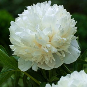 Vibrant Paeonia officinalis 'Anemoniflora' displaying its unique, double, deep crimson-red anemone-form flowers amidst lush green, lobed foliage.