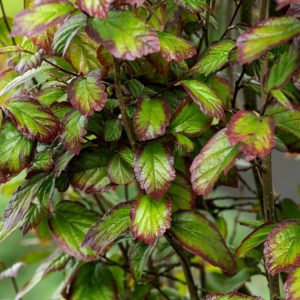 Parrotia persica Persian Spire showcasing its elegant, upright form with glossy green leaves transitioning to vibrant autumn shades of gold, orange, and red.