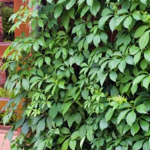 A vibrant Parthenocissus quinquefolia, or Virginia Creeper, climbing a wall, its characteristic five-lobed leaves ablaze with brilliant crimson and scarlet autumn colours.