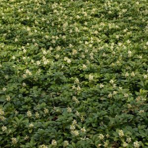 Close-up of Pachysandra terminalis showing glossy, dark green, oval leaves with toothed tips, arranged in whorls, and small white flower spikes.