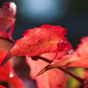 Parthenocissus tricuspidata 'Veitchii' displays vibrant green, three-lobed leaves covering a wall, with sections beginning to turn fiery red.