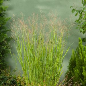 Panicum virgatum 'Heavy Metal' showcasing its upright habit, striking metallic blue foliage, and delicate pinkish-purple, airy flower plumes.