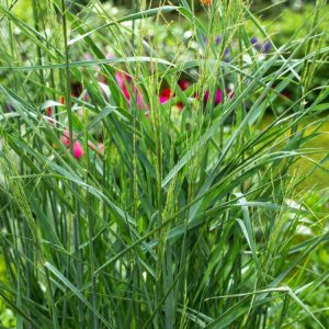 A tall Panicum virgatum 'Prairie Sky' grass stands upright with slender blue-green leaves, topped by delicate, airy pinkish flower plumes.