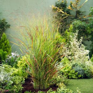Panicum virgatum 'Rehbraun' displays its elegant, upright form with green leaves transitioning to rich coppery-red and burgundy, topped with delicate, airy flower panicles.